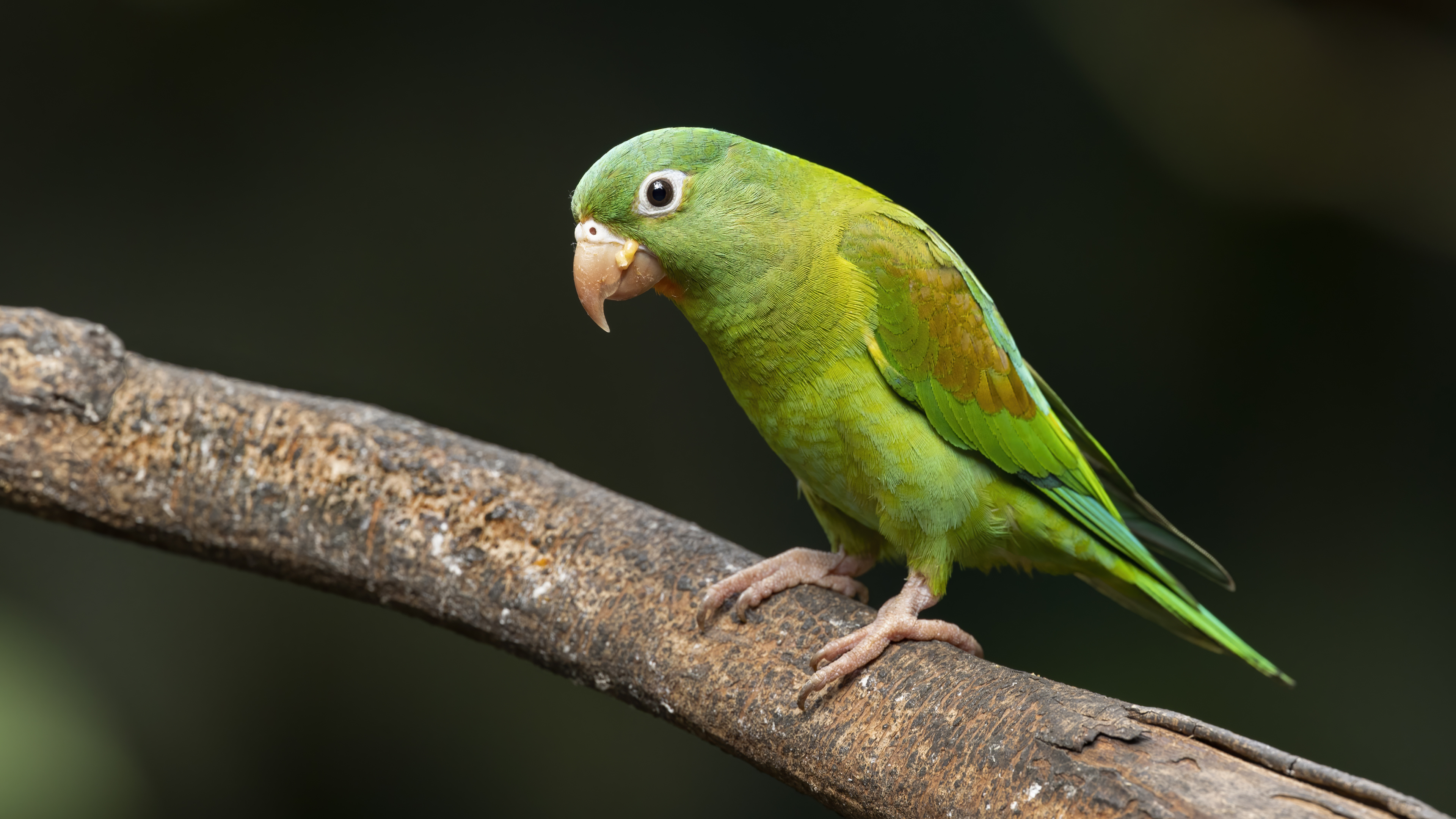 Orange-chinned Parakeet